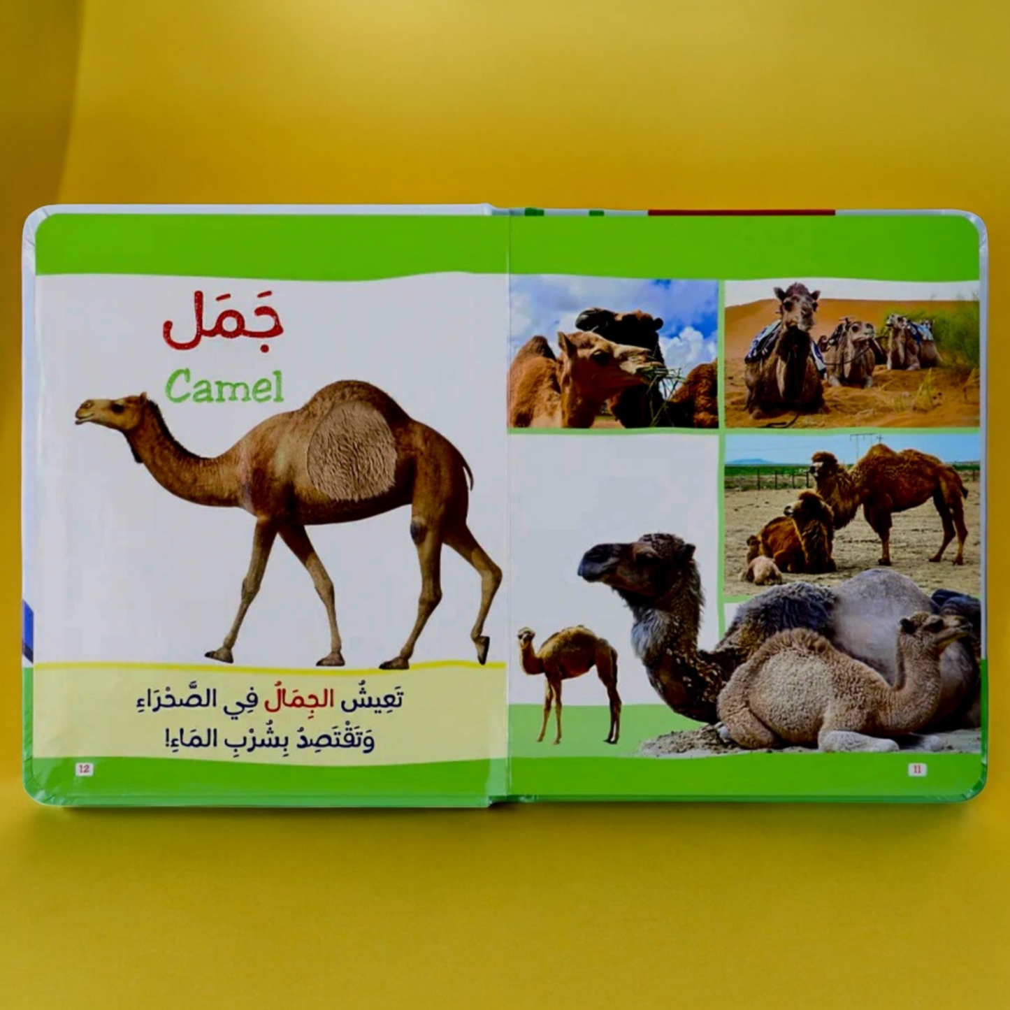 عرض ال 7 قصص ثلاثية الأبعاد+ القصص المتحركة