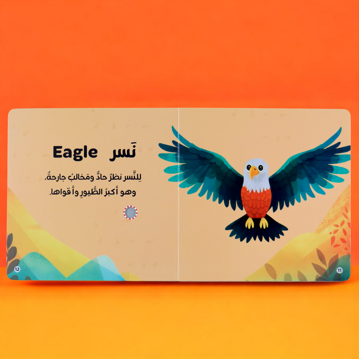 صورة من داخل صفحات مجموعة أصوات الحيوانات صوت النسر
