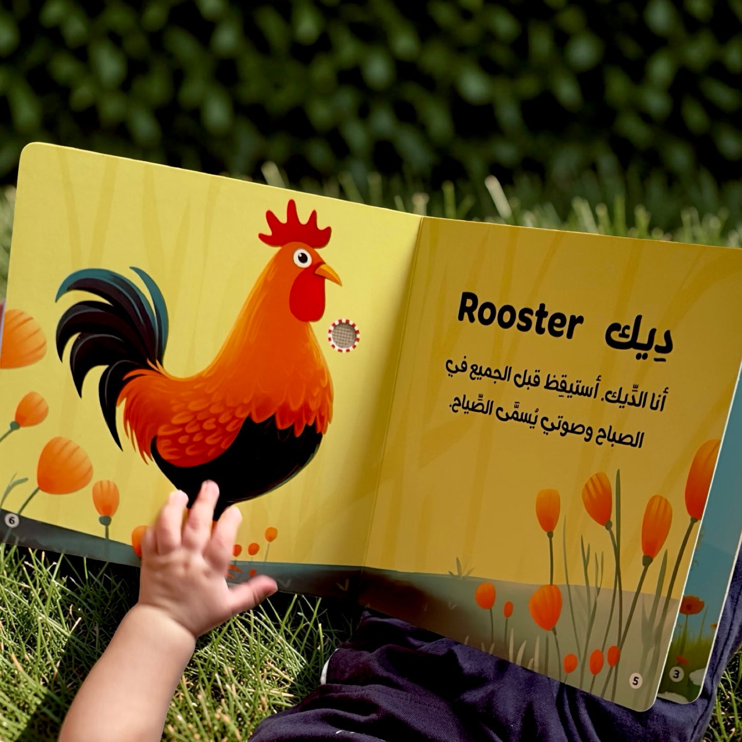 سلسلة أصوات الحيوانات - الأليفة-المزرعة-الغابة-الماء